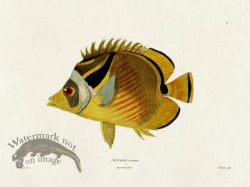 Werner Fish 002